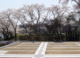 78区(新区画)桜の頃