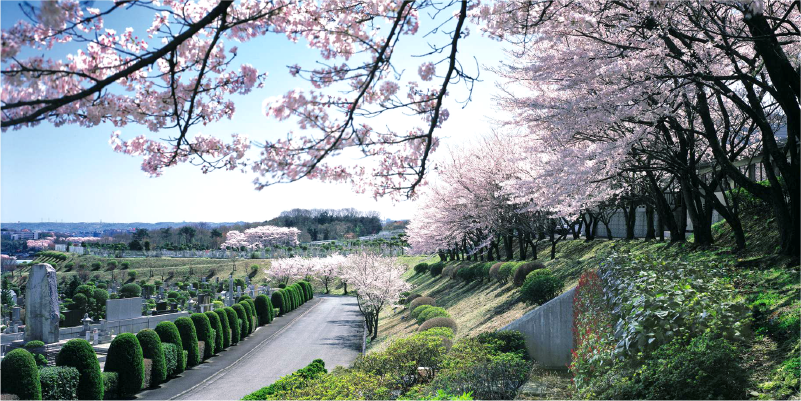 桜が満開の東京霊園の様子